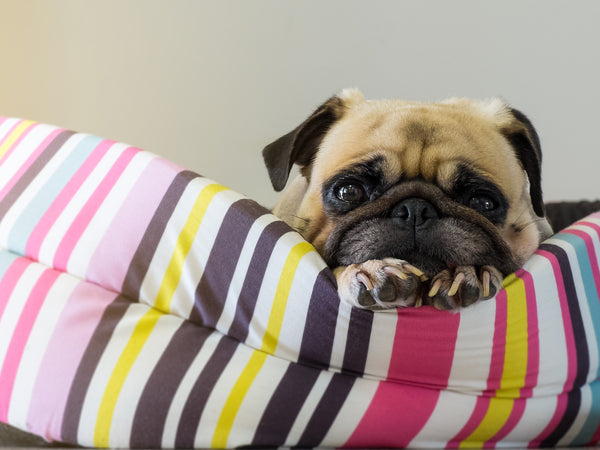 Top 5 Tips on Choosing a Pet Bed