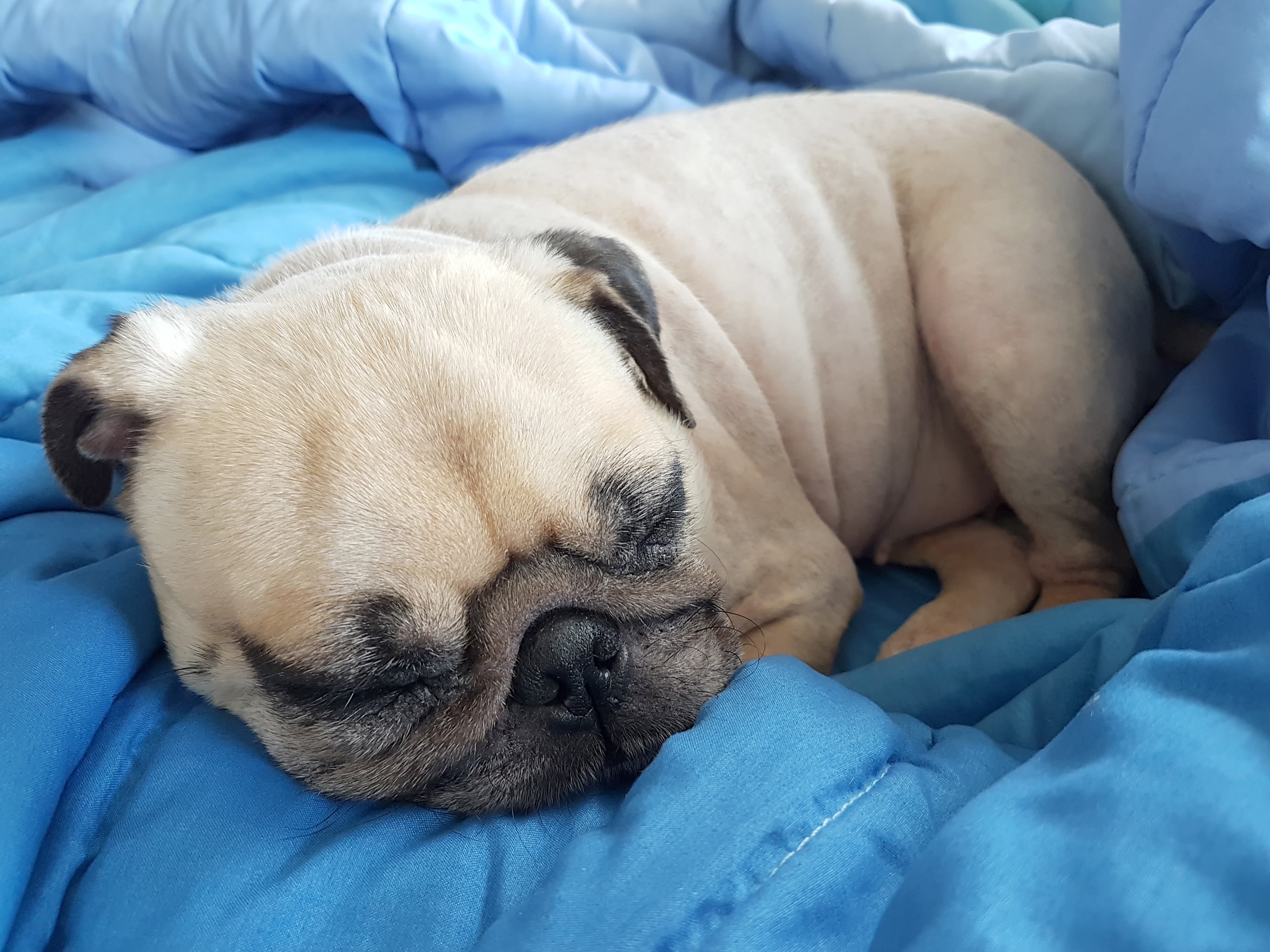 How to Choose the Perfect Bed for Your Dog